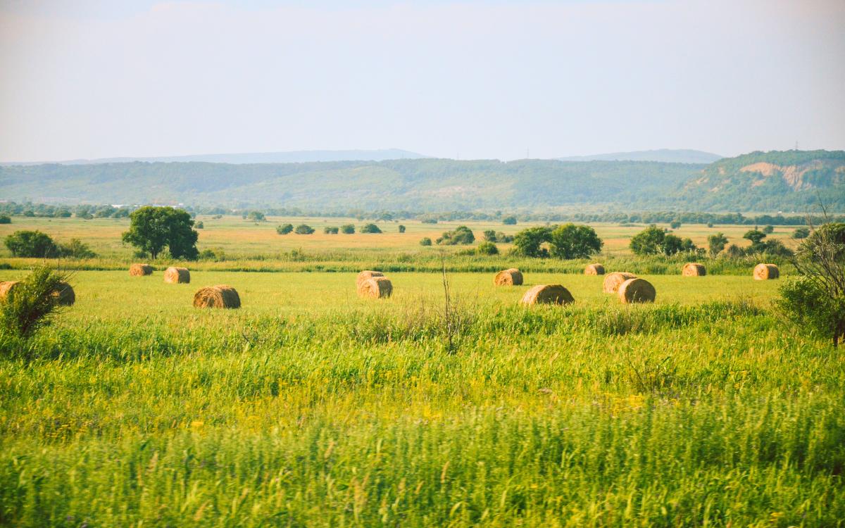 Tenant Farming Leases: What Buyers Inherit When Purchasing Rented Farmland in Iowa